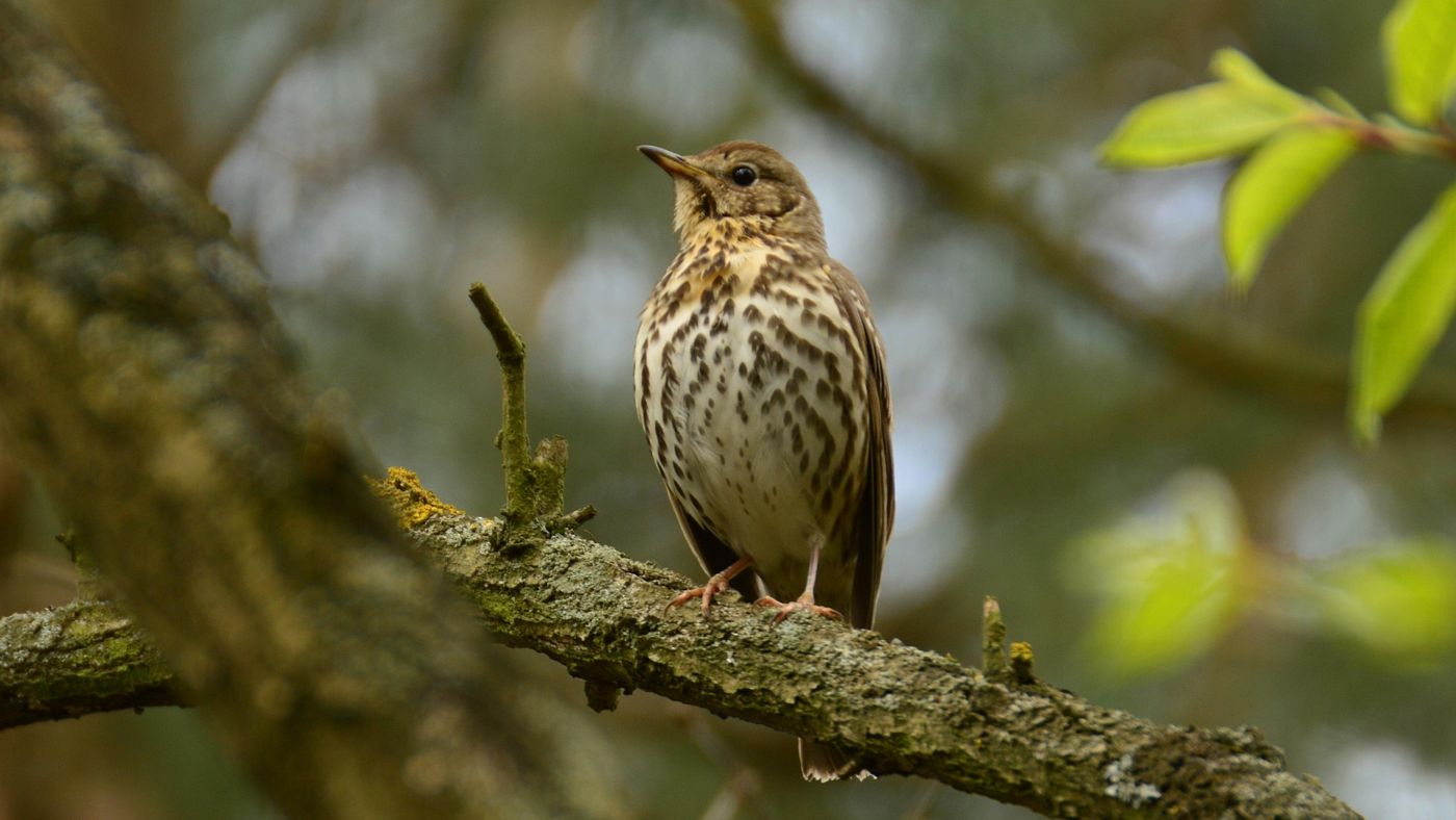 Grive musicienne perchée sur une branche