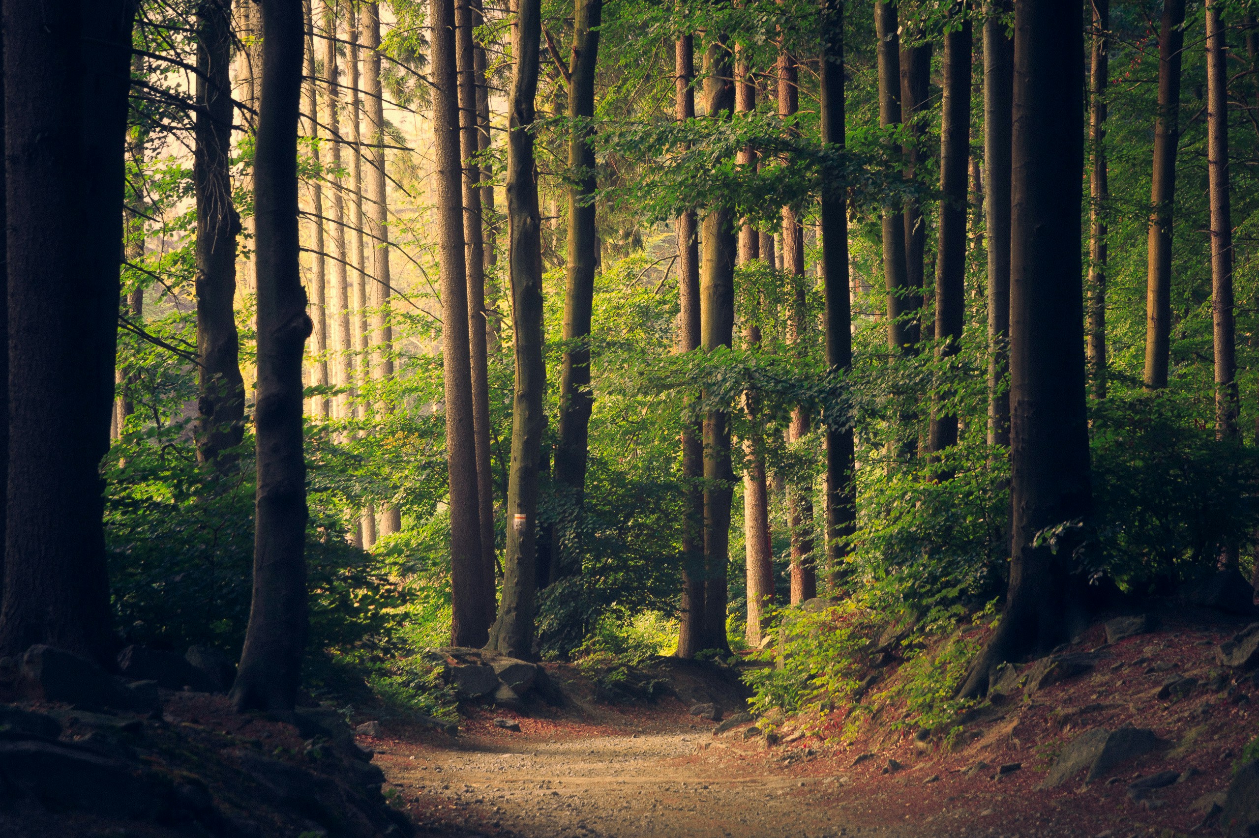 Clairière en forêt de cèdres