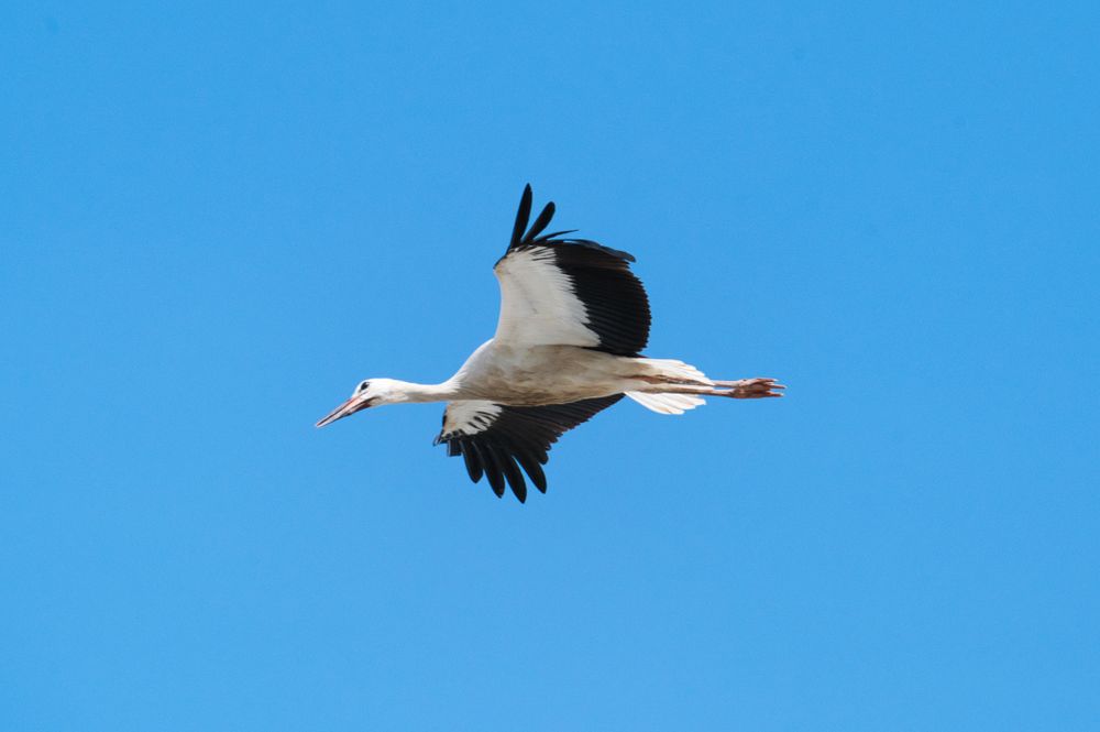 Cigogne blanche