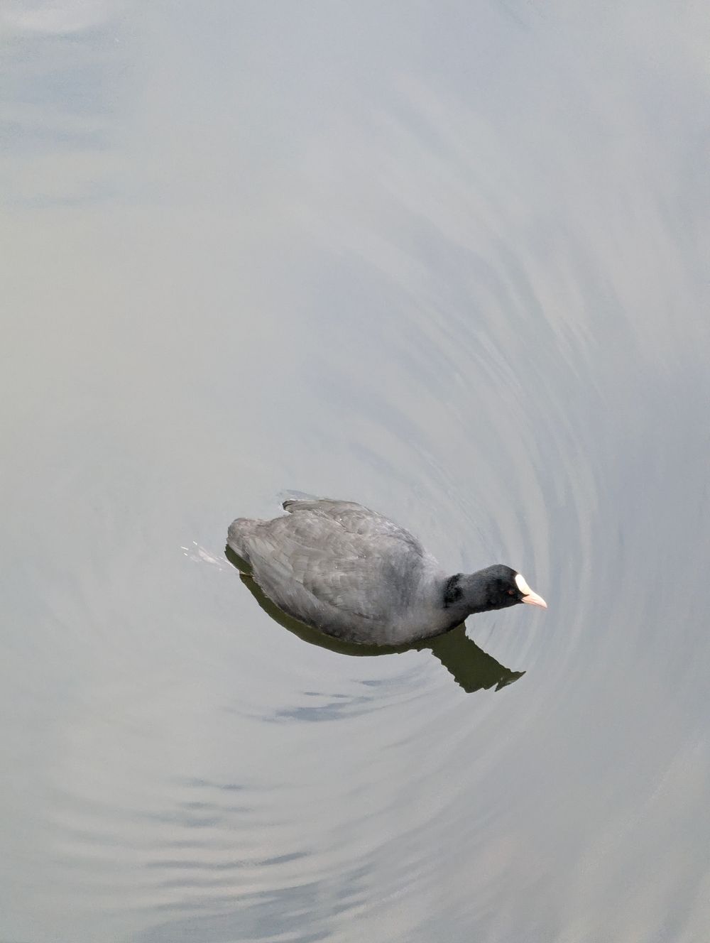Foulque macroule