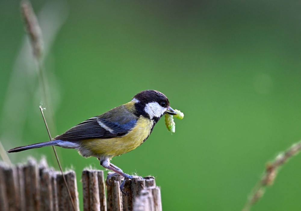 Une mésange qui attrape une chenille