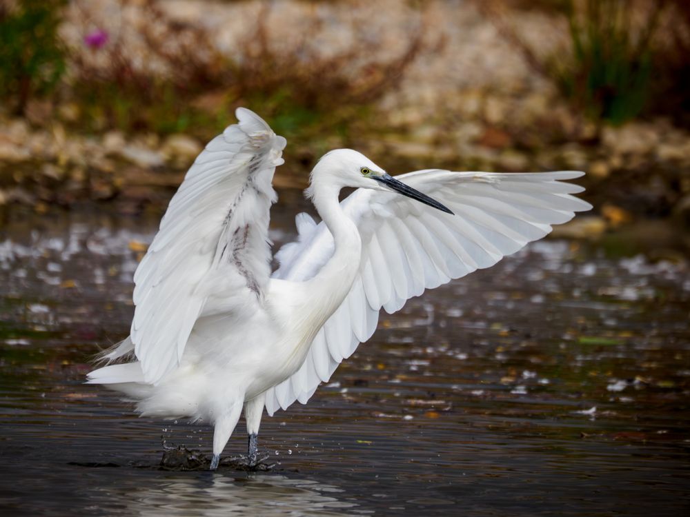 Cigogne, lac 