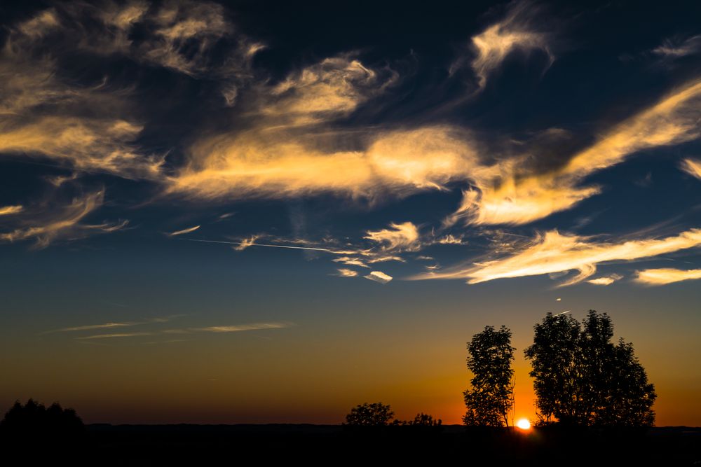 Lumière de fin de journée en cédraie