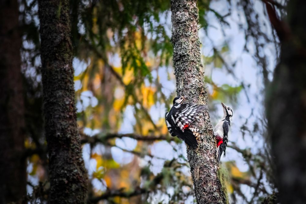 Oiseaux dans la forêt 